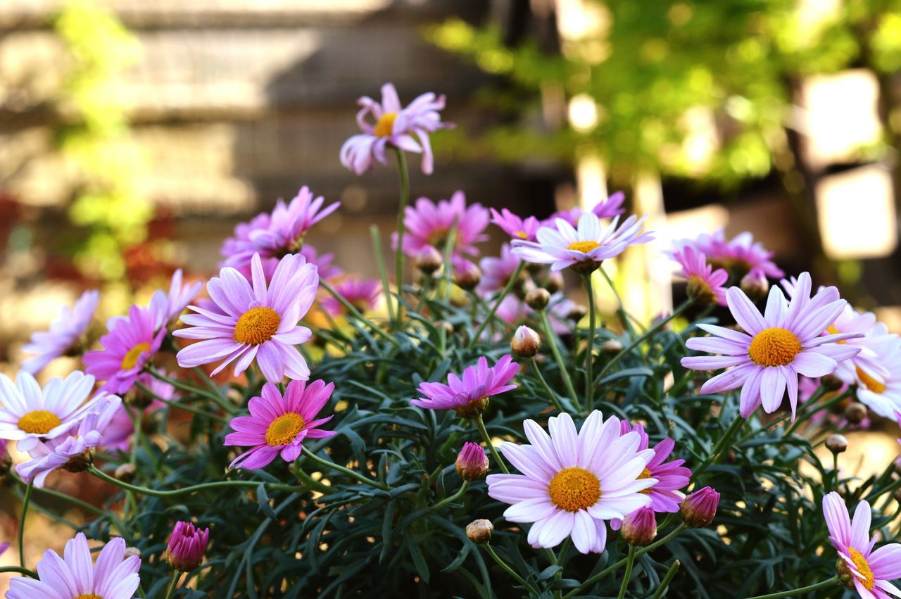 flower, freshness, petal, fragility, growth, flower head, beauty in nature, blooming, focus on foreground, nature, plant, close-up, pink color, in bloom, purple, day, park - man made space, outdoors, blossom, no people