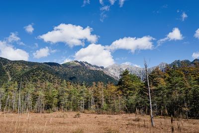 Plants growing on land against sky