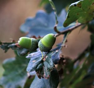 Close-up of berries growing on tree