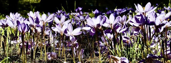 Close-up of purple crocus flowers on field