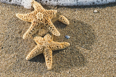 High angle view of starfish on beach