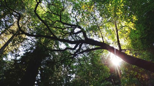 Low angle view of trees in forest