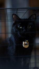 Portrait of black cat at home