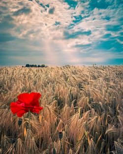 Red poppy flower on field against sky