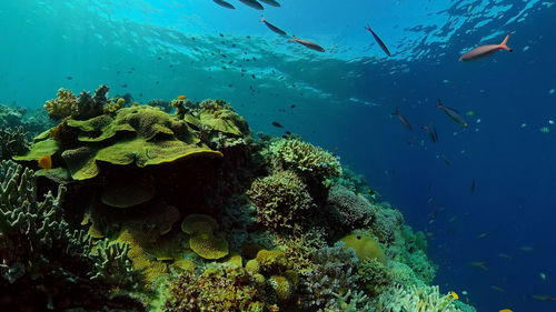 Underwater world with corals and tropical fishes