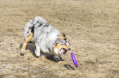 High angle view of a dog running on field