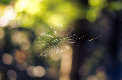 Close-up of spider on web
