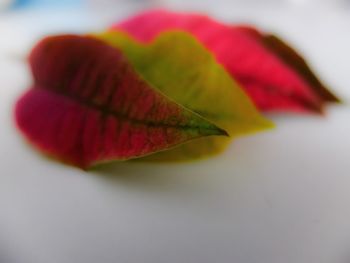 Close-up of leaves against blurred background