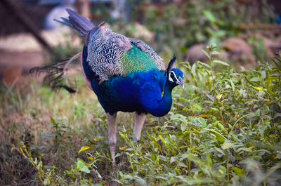 Close-up of a peacock