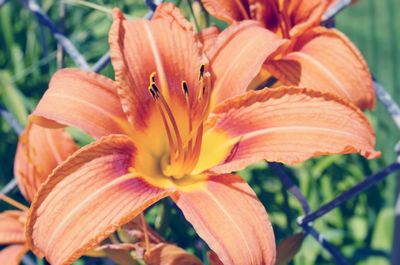 Close-up of orange flower