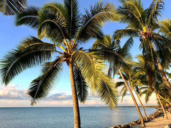 Palm trees on beach