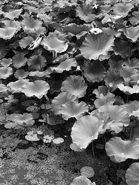 Close-up of flowers blooming outdoors