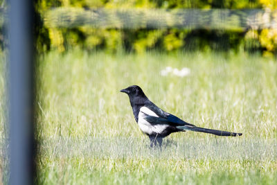 Magpie perching on grassy field