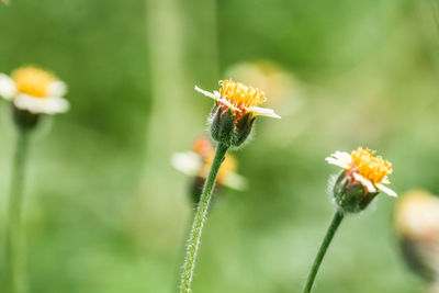 Close-up of bee on flower