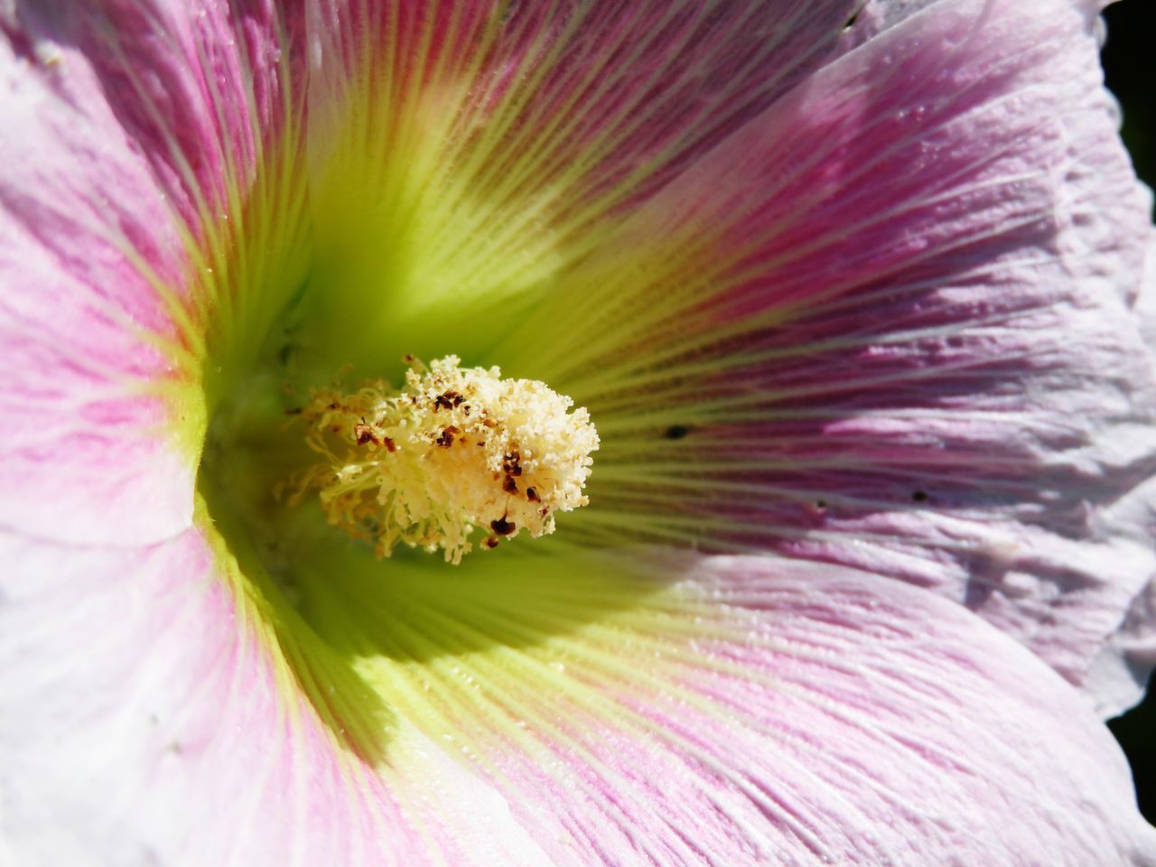 EXTREME CLOSE-UP OF PINK FLOWER