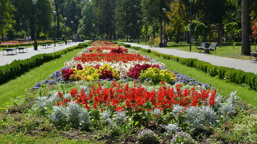 Decorative flowers in a public park in serbia in summertime