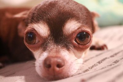 Close-up portrait of dog