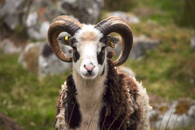 Close-up portrait of sheep on field