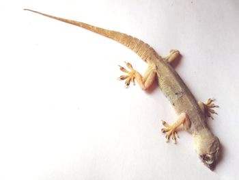 High angle view of dead lizard on white background