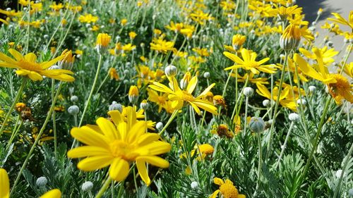 Yellow flowers blooming on field