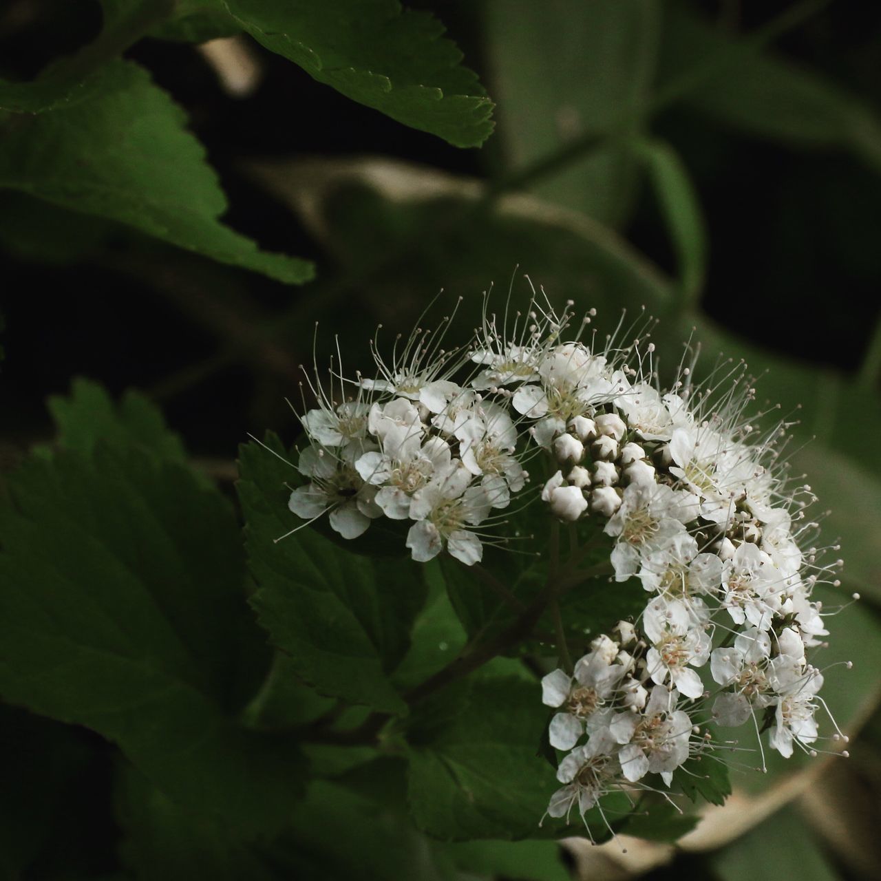 flower, freshness, insect, fragility, growth, petal, beauty in nature, white color, close-up, flower head, nature, focus on foreground, plant, blooming, blossom, pollen, pollination, in bloom, selective focus, outdoors, no people, day, botany, stamen, white