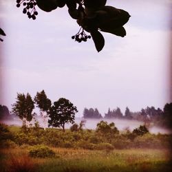 Silhouette trees on field against sky