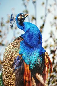 Close-up of peacock