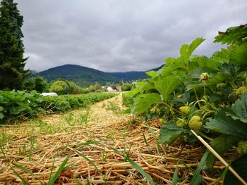 Scenic view of landscape against cloudy sky