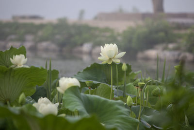 Close-up of white flowers blooming outdoors