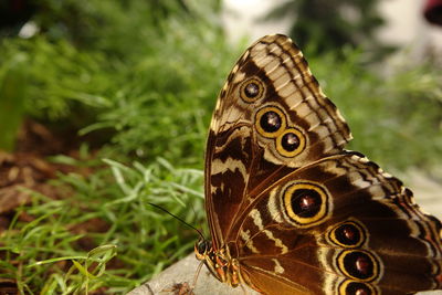 Close-up of butterfly on tree trunk