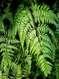 Full frame shot of fern leaves