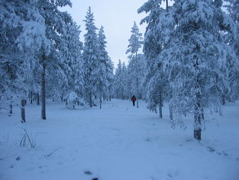 Trees on snow covered field