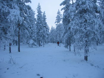 Person walking by trees on snow covered land