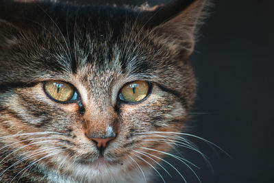 Close-up portrait of a cat