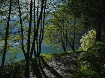 Shadow of trees on footpath