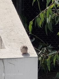 Close-up of bird perching on a plant