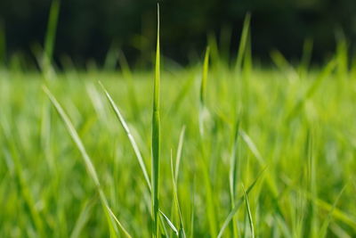 Close-up of grass growing on field