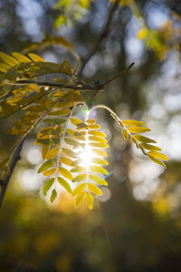 Close-up of yellow flower tree