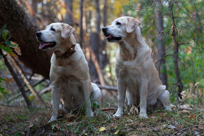 Young yellow happy labradors in the park on a warm autumn day