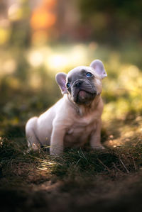 Portrait of a dog on field