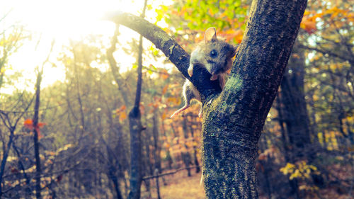 Close-up of rat on tree trunk in forest