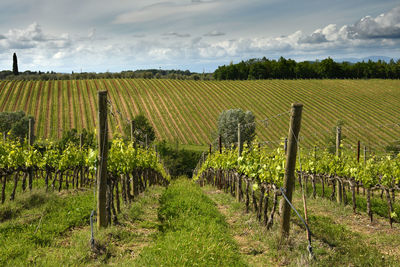 Scenic view of vineyard against sky