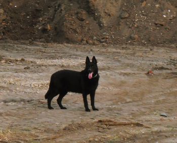 Dog looking away