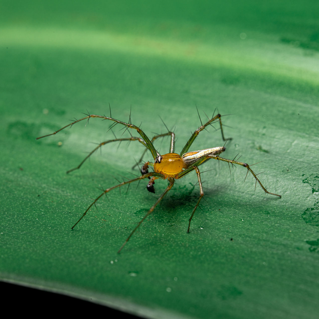 CLOSE-UP OF SPIDER IN A GREEN LEAF