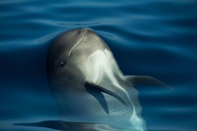 Curious smiling baby pilotwhale swimming in the sea at the strait of gibraltar