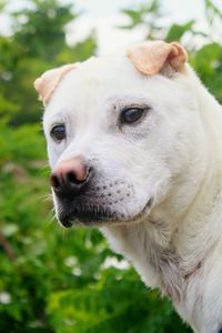 Close-up of dog looking away