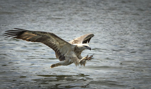 View of seagull flying