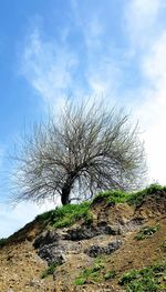 Low angle view of trees on field against sky