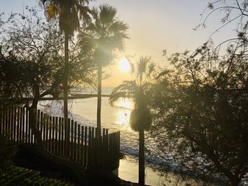 Silhouette trees on beach against sky during sunset