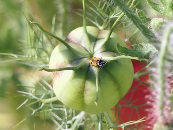 Close-up of insect on plant